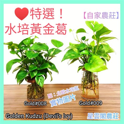 辦公室水種植物風水